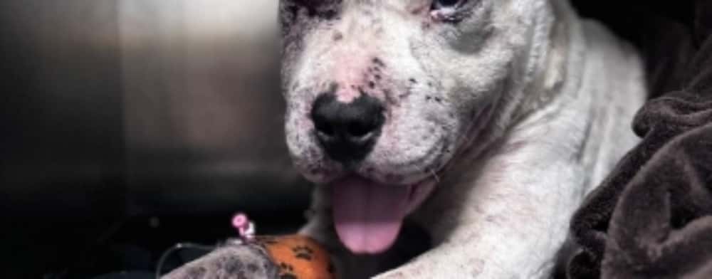 Câine bătut de doi tineri și abandonat pe câmp, salvat de polițiști