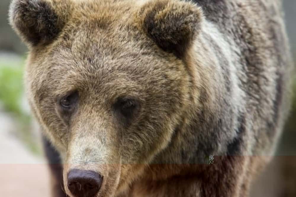 Urșii își reiau plimbările prin județ: azi, la Spitalul de Ortopedie din Azuga