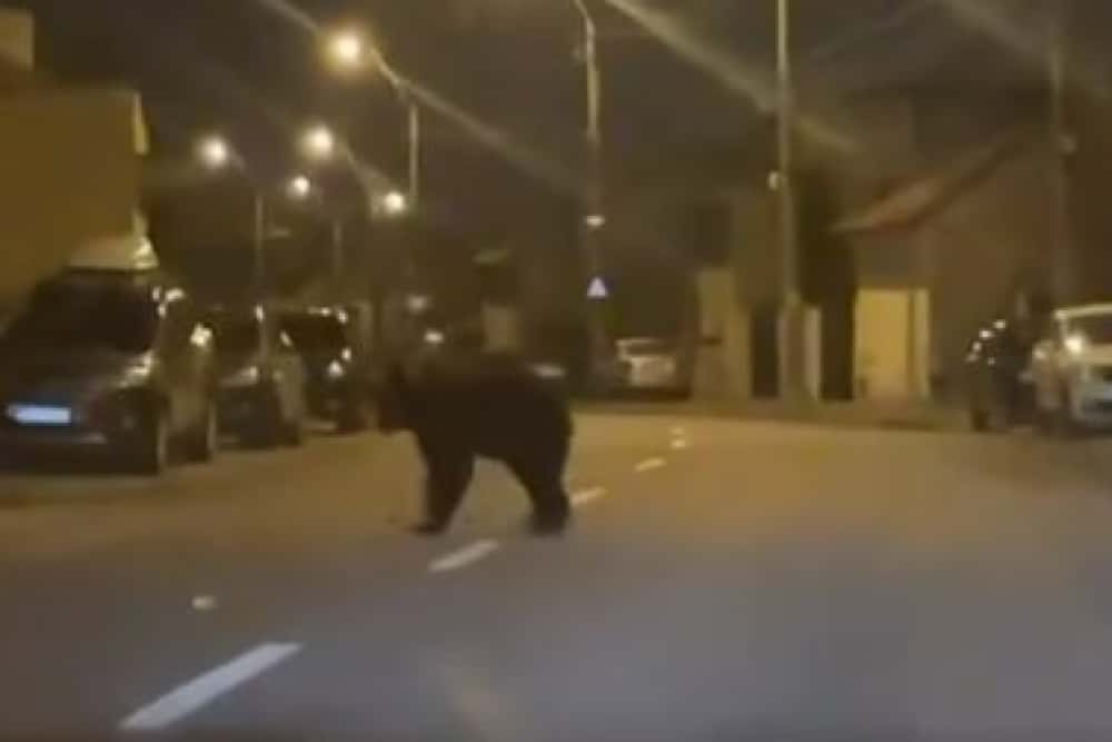 O echipă de intervenție va încerca să prindă, sâmbătă seară, ursul din Ploiești. Ce apel face primăria la cetățeni