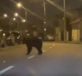 O echipă de intervenție va încerca să prindă, sâmbătă seară, ursul din Ploiești. Ce apel face primăria la cetățeni