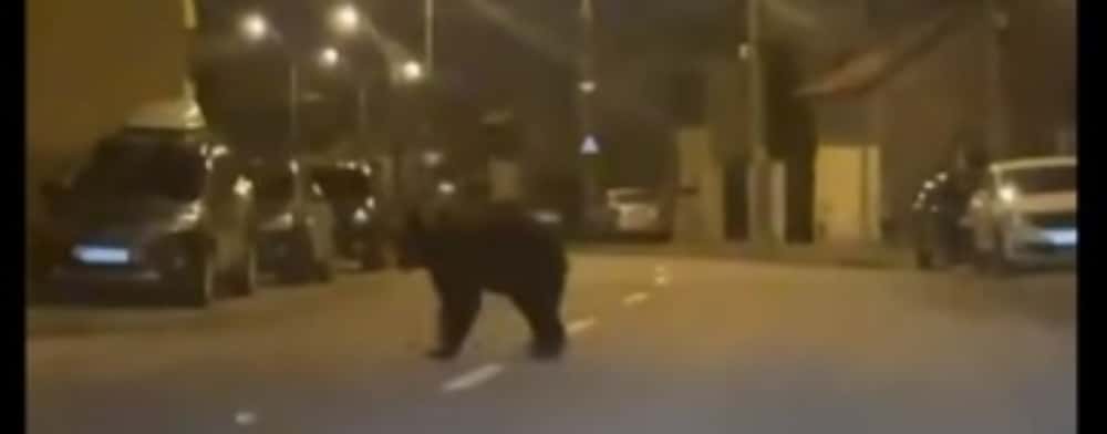 O echipă de intervenție va încerca să prindă, sâmbătă seară, ursul din Ploiești. Ce apel face primăria la cetățeni