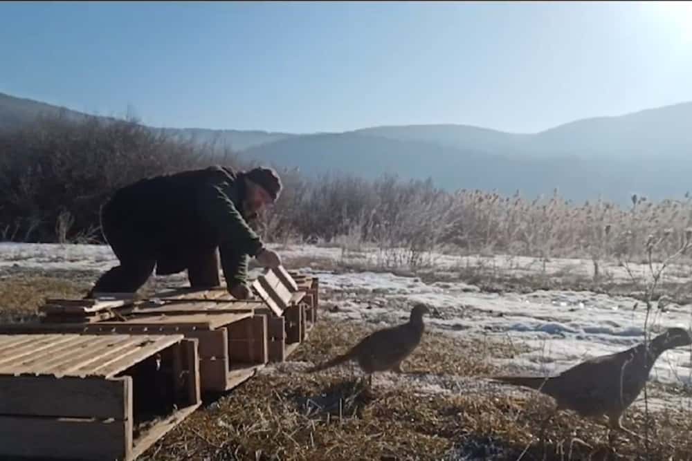 Sute de fazani de la Fazaneria Gherghița - Prahova au repopulat un fond de vânătoare din Bacău!