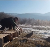 Sute de fazani de la Fazaneria Gherghița - Prahova au repopulat un fond de vânătoare din Bacău!