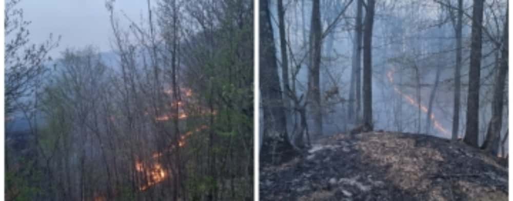 Incendiu pe 50 de hectare de teren, în Șoimari
