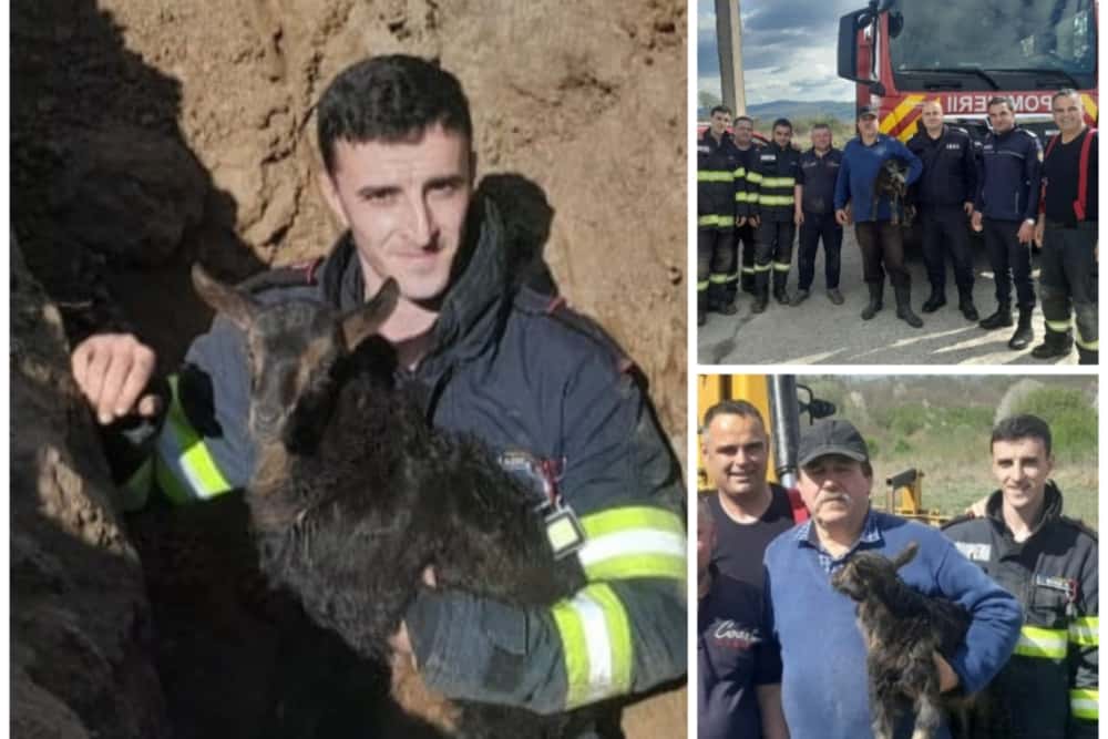 Vălenii de Munte/ Mobilizare de forțe pentru salvarea unui ied căzut într-o canalizare dezafectată