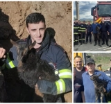 Vălenii de Munte/ Mobilizare de forțe pentru salvarea unui ied căzut într-o canalizare dezafectată