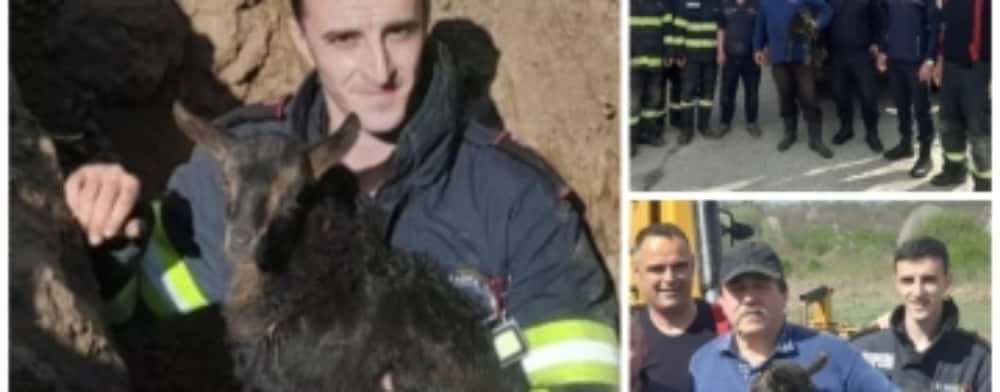 Vălenii de Munte/ Mobilizare de forțe pentru salvarea unui ied căzut într-o canalizare dezafectată