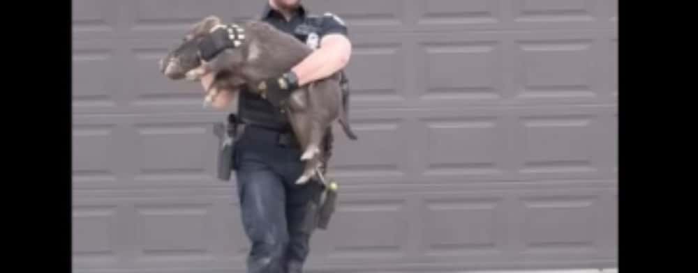 Imagini virale/ Polițist filmat în timp ce aleargă după un porc ”evadat”
