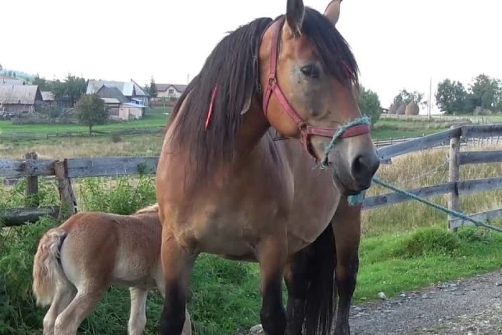 Polițiștii de la Protecția Animalelor Prahova, în alertă pentru salvarea unei iepe și a unui mânz