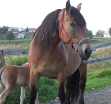 Polițiștii de la Protecția Animalelor Prahova, în alertă pentru salvarea unei iepe și a unui mânz