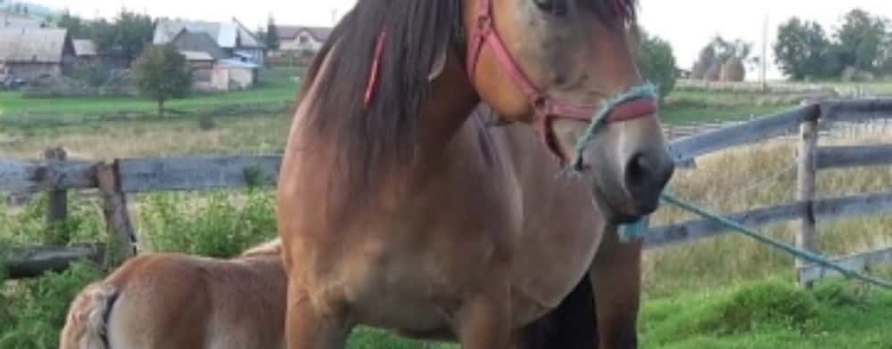 Polițiștii de la Protecția Animalelor Prahova, în alertă pentru salvarea unei iepe și a unui mânz