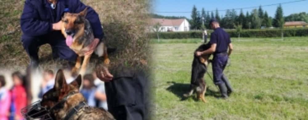 Ionuț Dumitrache, jandarmul de la Gruparea Mobilă Ploiești și partenerii săi patrupezi de la unitatea canină