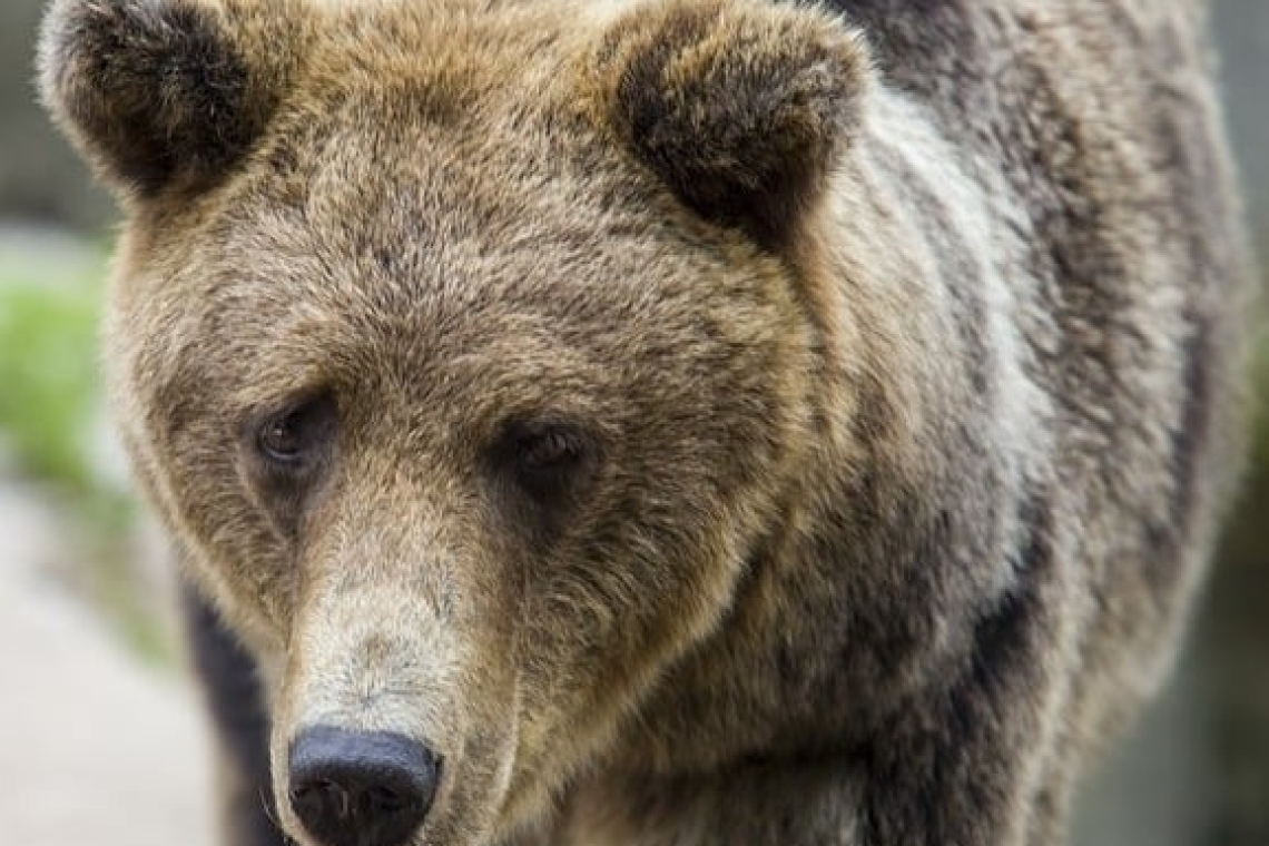 Ro-Alert din cauza unui urs apărut pe Furnica, în Sinaia!