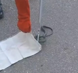 Jandarmii, chemați să prindă un șarpe aflat lângă un supermarket din Bușteni