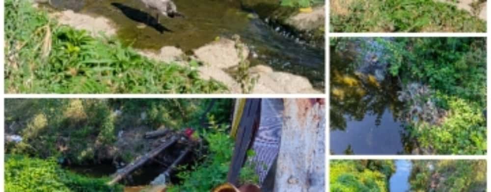 Imagine dezolantă pe pârâul Dâmbu: un pescăruș se răcorește printre gunoaie