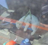 Un cățel lăsat în mașină pe caniculă a fost salvat de polițiști