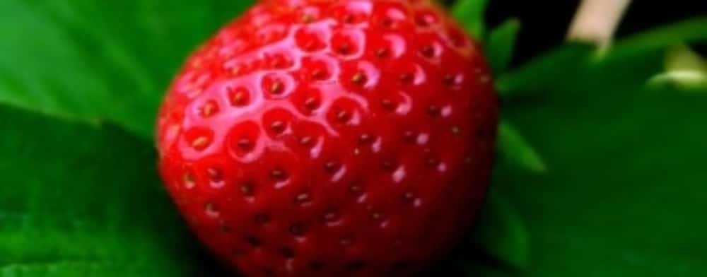 Ministerul Agriculturii, concluzii despre analizele la cireșele și căpșunile vândute pe piața din România