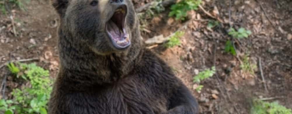 Cum procedăm dacă ne întâlnim cu ursul pe traseele montane?