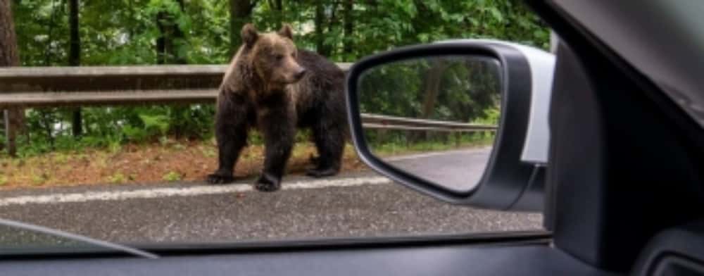 Urșii dau năvală în orașele din Prahova. La Plopeni, chiar pe un bulevard din localitate!