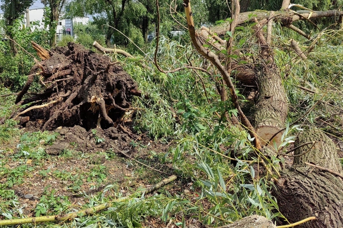 Vijelia de cod portocaliu din sudul Prahovei a lăsat în urmă arbori rupți, autoturisme avariate și un incendiu la un transformator electric