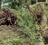 Vijelia de cod portocaliu din sudul Prahovei a lăsat în urmă arbori rupți, autoturisme avariate și un incendiu la un transformator electric