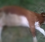 Două vaci au fost omorâte și o alta rănită, pe un câmp din Puchenii Mari. Poliția Animalelor cercetează cazul