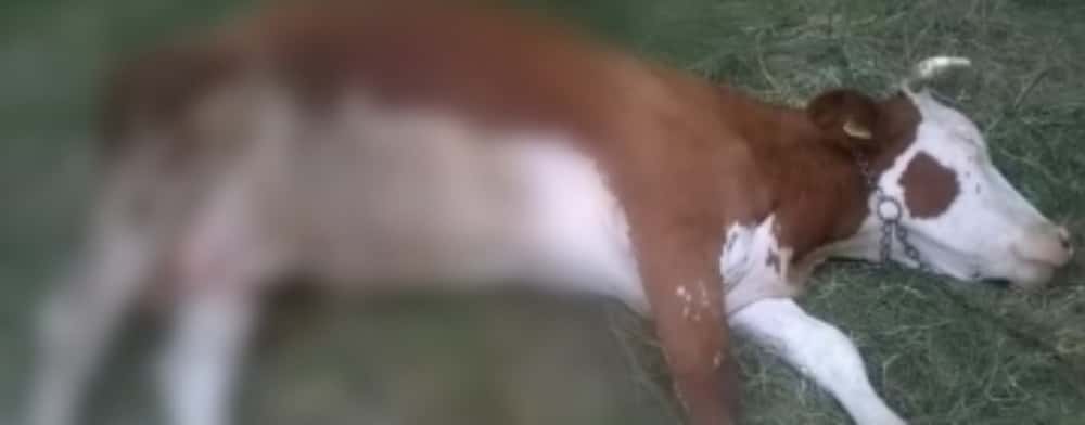 Două vaci au fost omorâte și o alta rănită, pe un câmp din Puchenii Mari. Poliția Animalelor cercetează cazul