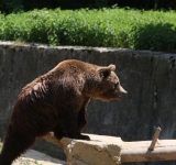 Ro-Alert: Urs pe Aleea Peleșului din Sinaia