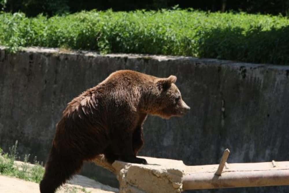 O ursoaică cu pui a fost văzută, în miezul zilei, pe o stradă din Sinaia