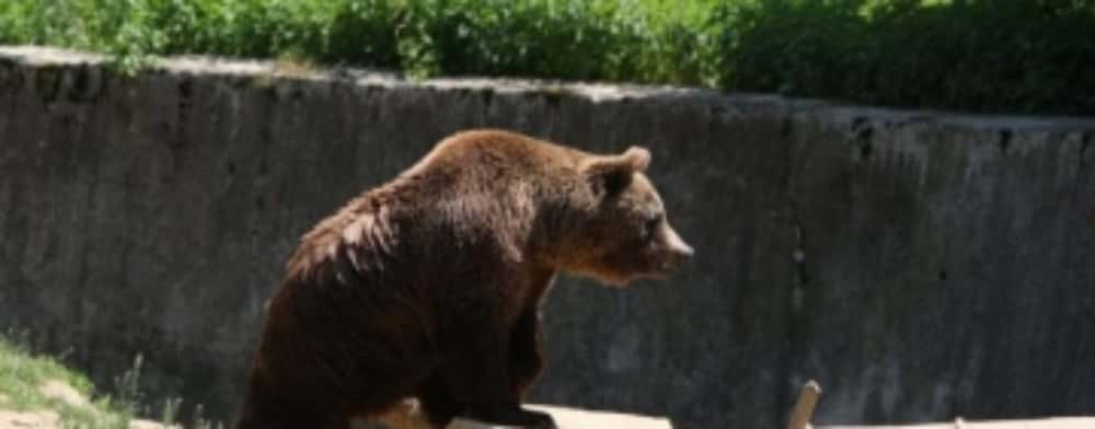 O ursoaică cu pui a fost văzută, în miezul zilei, pe o stradă din Sinaia