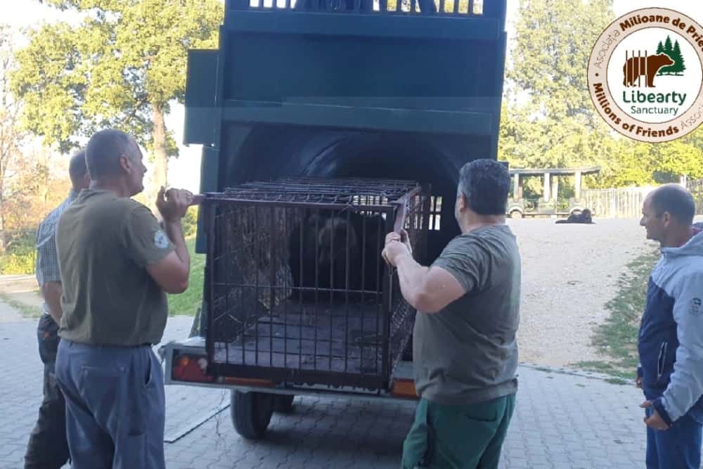 Un pui de urs din Prahova, a cărui mamă ar fi fost ucisă de braconieri, a ajuns în rezervația de la Zărnești