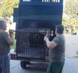 Un pui de urs din Prahova, a cărui mamă ar fi fost ucisă de braconieri, a ajuns în rezervația de la Zărnești