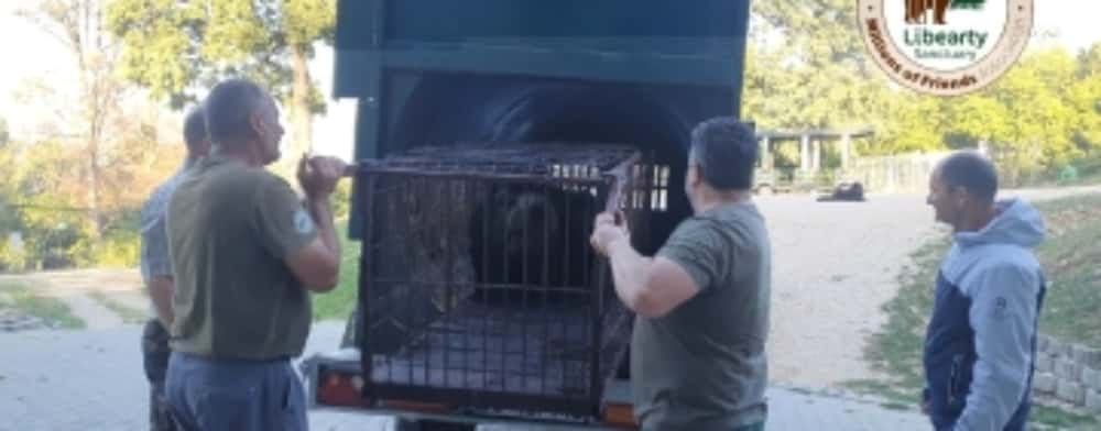 Un pui de urs din Prahova, a cărui mamă ar fi fost ucisă de braconieri, a ajuns în rezervația de la Zărnești