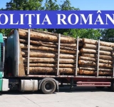 Două camioane pline cu lemne, imobilizate de polițiștii prahoveni. Există suspiciuni privind proveniența buștenilor și cantitatea transportată