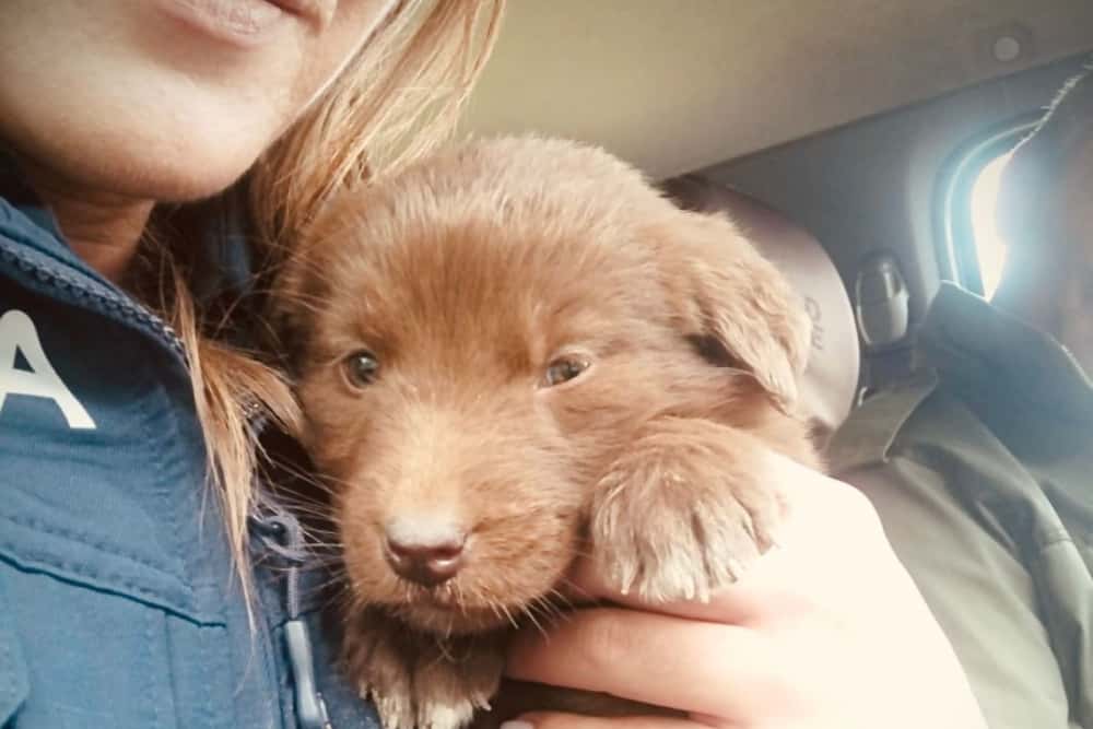 Un cățeluș abandonat pe un drum forestier din Măneciu, salvat de o polițistă de la Biroul pentru Protecția Animalelor