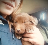 Un cățeluș abandonat pe un drum forestier din Măneciu, salvat de o polițistă de la Biroul pentru Protecția Animalelor