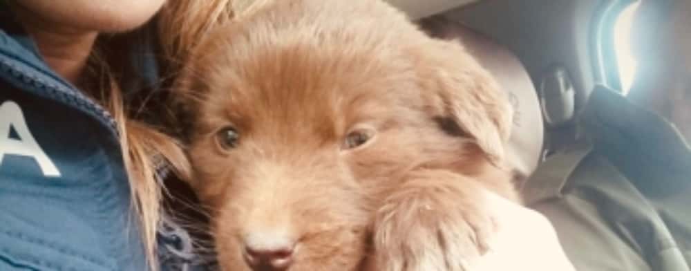 Un cățeluș abandonat pe un drum forestier din Măneciu, salvat de o polițistă de la Biroul pentru Protecția Animalelor