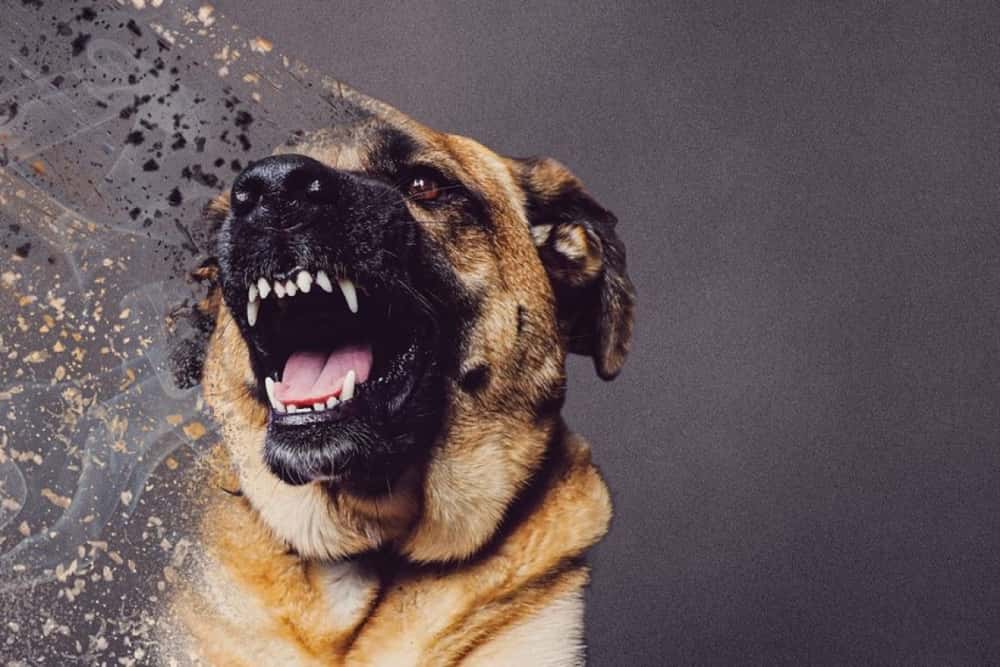 Un câine agresiv a mușcat trei angajați ai unei balastiere din Prahova. Unul dintre ei a fost salvat de telefonul mobil!