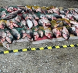 Șase bărbați au furat peste 900 de kg de pește din bălțile de la Fulga. S-au ales cu cătușe și confiscarea mașinilor, a unei bărci și a plaselor de pescuit