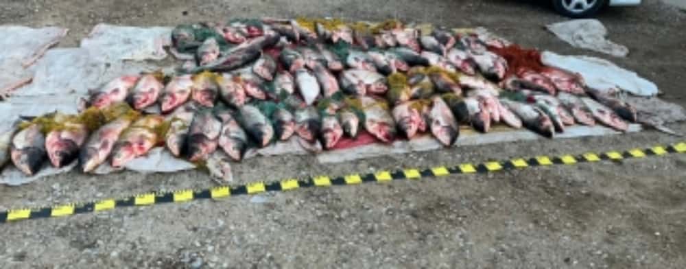 Șase bărbați au furat peste 900 de kg de pește din bălțile de la Fulga. S-au ales cu cătușe și confiscarea mașinilor, a unei bărci și a plaselor de pescuit