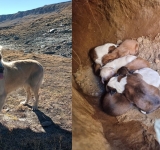 O cățelușă și puii ei, găsiți pe un traseu de altitudine din Bucegi, au fost salvați de oameni cu suflet mare!