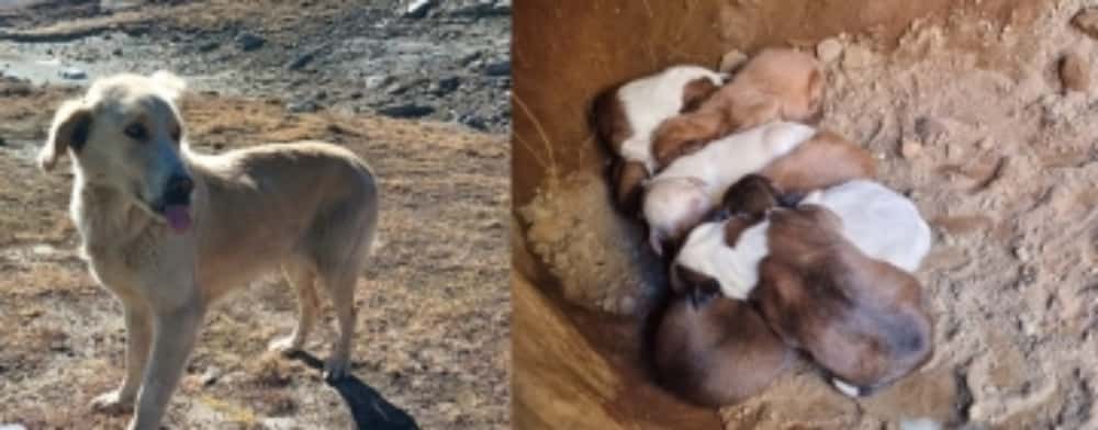 O cățelușă și puii ei, găsiți pe un traseu de altitudine din Bucegi, au fost salvați de oameni cu suflet mare!