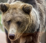 Bărbat atacat de urs în Lutu Roșu, comuna prahoveană Bertea. Victima are răni grave la cap