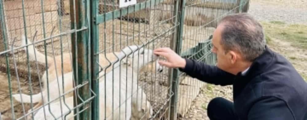 Doi iubitori de animale - președintele CJ, Virgiliu Nanu, și primarul Ploieștiului, Mihai Polițeanu – promit condiții decente pentru câinii de la adăpostul Bucov