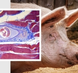 Cât costă testele pentru depistarea trichinelozei, în centrele sanitar-veterinare din județul Prahova