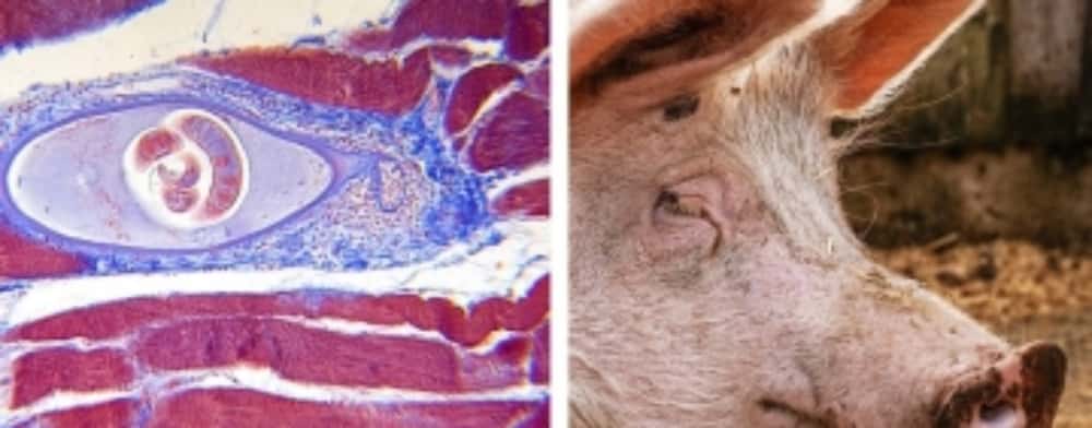 Cât costă testele pentru depistarea trichinelozei, în centrele sanitar-veterinare din județul Prahova