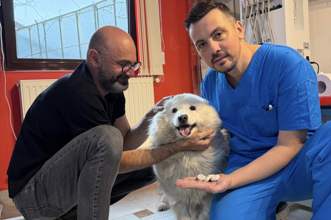 Calculi imenși, descoperiți după operația unei cățelușe, la un cabinet veterinar din Ploiești!