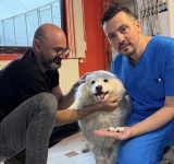 Calculi imenși, descoperiți după operația unei cățelușe, la un cabinet veterinar din Ploiești!