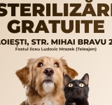 Sterilizări gratuite la Ploiești, pentru animăluțele de companie sau abandonate pe străzi