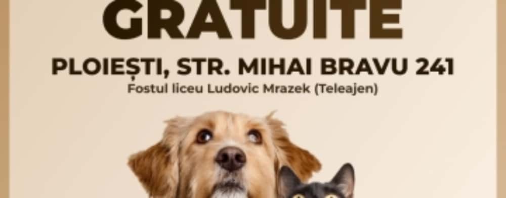 Sterilizări gratuite la Ploiești, pentru animăluțele de companie sau abandonate pe străzi